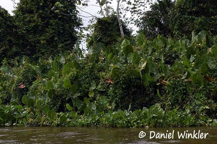 Moco moco Montrichardia arborescens Sipaliwini River