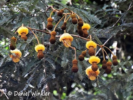 Parkia nitida branch