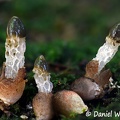 Xylophallus xylogenus, a tiny stinkhorn. What it does not have in size, it has in stink!