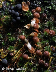 Xylophallus xylogenus patch between Phylacria