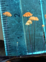Minute Marasmius guyanensis #155 scale