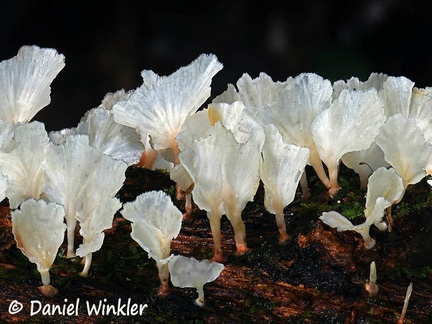 Cotylidia alba #83 detail 