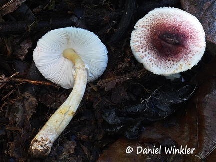 Agaricus #85- Its almond odor should indicate good edibility!