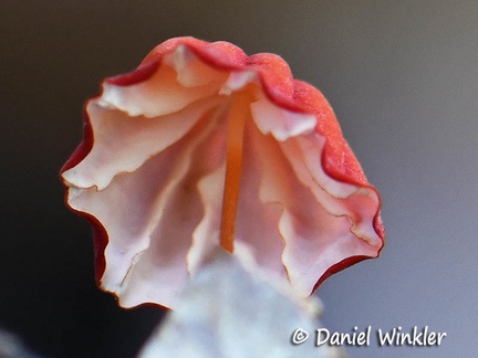 Marasmius haematocephalus group gills 6-28