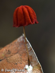 Marasmius haematocephalus group 6-28