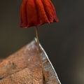 Marasmius haematocephalus group 6-28