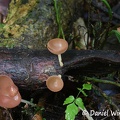 Cookeina speciosa #10, a common an easy to identify cup fungus that is also edible!