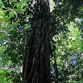 When a strangling fig is a tree itself and forms a very cool trunk! Seen near  Apie Ecu