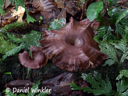 Panus velutinus # 00