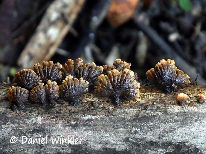 Schizophyllum umbrinum backs Dw Ms.jpg