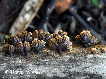 Schizophyllum umbrinum backs