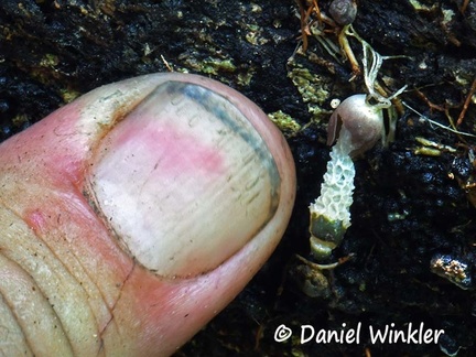 That's how small these tiny Xylophallus xylogenus stinkhorns are.