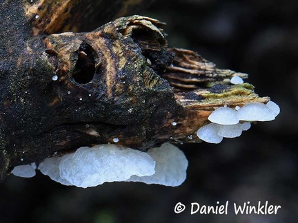 The caps of Favolaschia do not reveal the beauty of these mushrooms