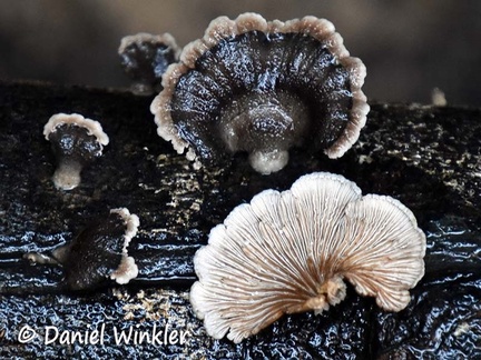 Schizophyllum commune
