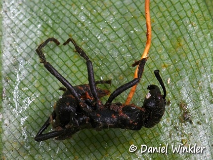Ophiocordyces sphecalocephala Close up of wasp