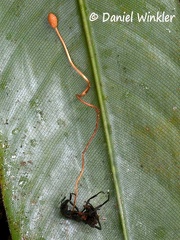 Ophiocordyces sphecalocephala 