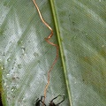 Ophiocordyces sphecalocephala 