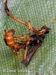 Ophiocordyces sphecalocephalagrowing out of a wasp