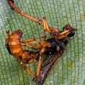 Ophiocordyces sphecalocephalagrowing out of a wasp