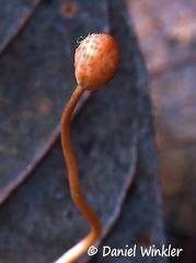 Ophiocordyces sphecalocephala in situ