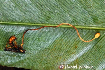 Ophiocordyces sphecalocephala #111