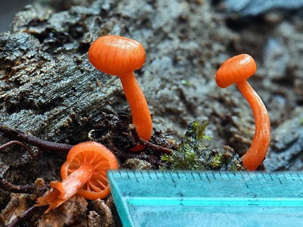 Hygrocybe orange young #192