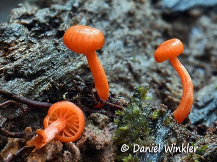 Hygrocybe orange young #192 