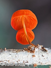 Marasmius gills #156 