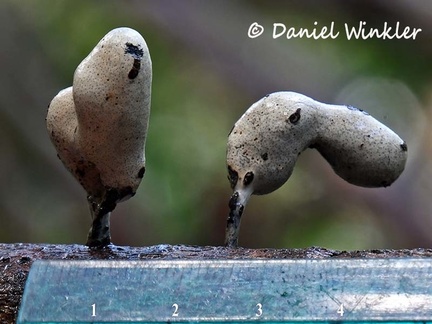 Xylaria  #191 w scale