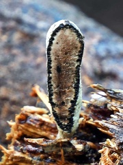 Xylaria transect #191