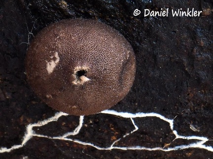 Lycoperdon nigrescens #22 