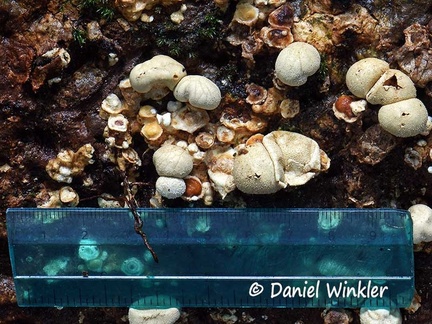 Lycoperdon #170 with scale 