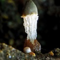 Xylophallus xylogenus 