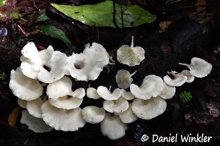 Favolus tenuiculus #11