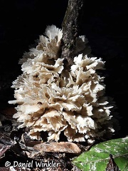 Hydnopolyporus fimbriatus shot in the sun