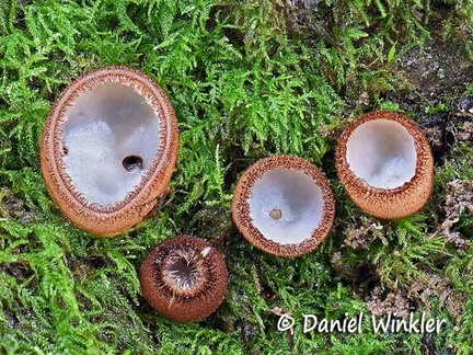 Humaria hemisphaerica, the Hairy Fairy Cup 
