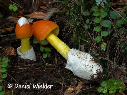 Himalayan Caesar mushroom - Amanita hemibapha, a choice edible. It was first described in the 1860s from neighboring Sikkim.