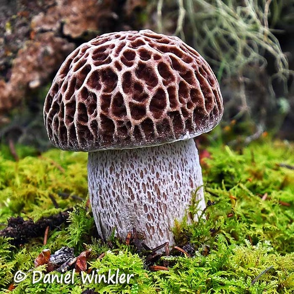 Boletus reticuloceps Ura Crsq Ms.jpg