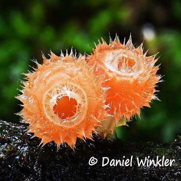 Microstoma flocosum CrSq DW Ms.jpg