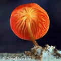 A bright orange Marasmius seen in Sipaliwini, Suriname