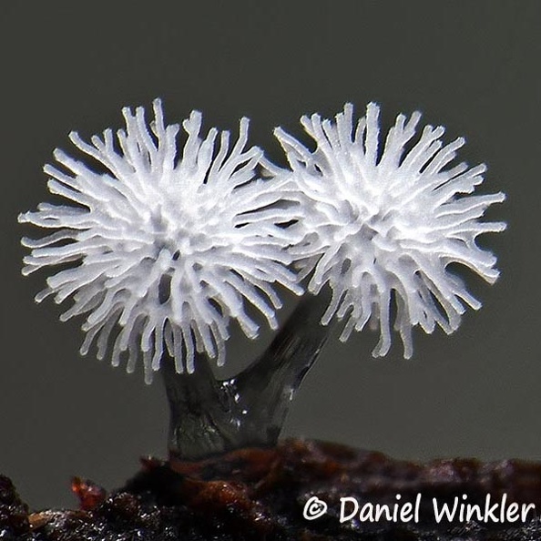 Ceratiomyxa sphaerospora CrSq DW Ms.jpg