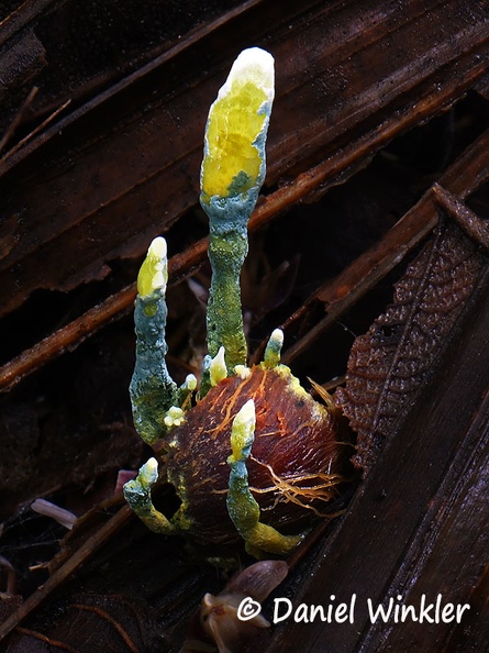 Penicilliopsis Q #41  4160-64 HA DW Ms.jpg