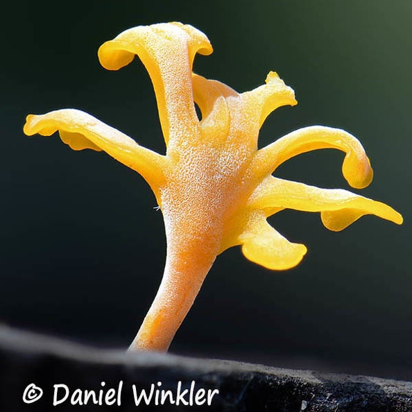 Dacryopinax Kwamala HA CrSq DW Ms.jpg