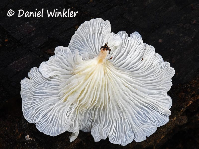 Pleurotus #96 Kwamala gills DW Ms.jpg