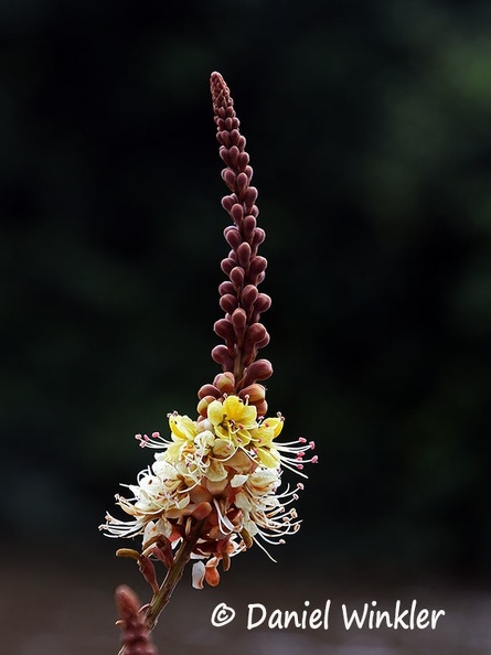 Tachigali paniculata Fabaceae Flower DW Ms.jpg