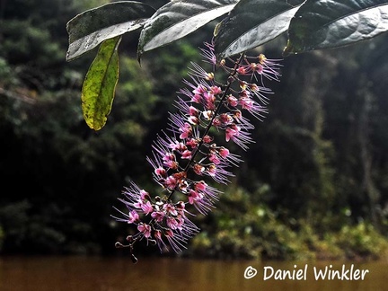 Hirtella sp in the Chrysobalanaceae family