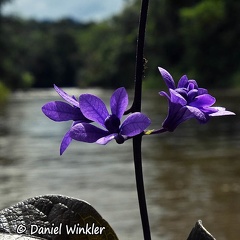 Petrea bracteata flower detail