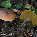 Phlebopus, a saprobic bolete. Phlebopus is a Southern hemisphere genus, a very dark species is eaten in Thailand.