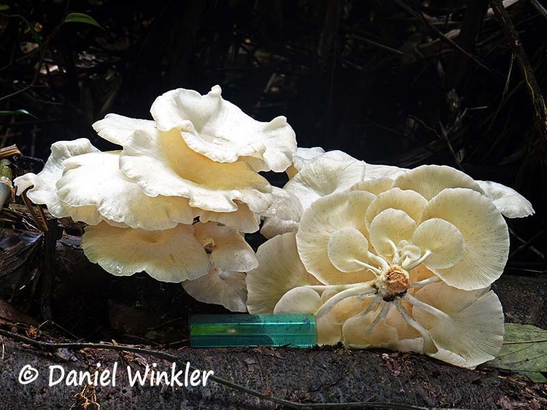 Lentinus concavus Disp scale DW Ms.jpg