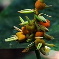 Flower seen on 6-19 in Kampu Jatuphe, Sipaliwini
